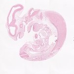 EMAGE:22013