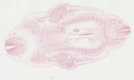 EMAGE:22057
