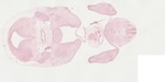 EMAGE:22057