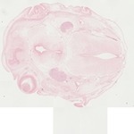 EMAGE:22060
