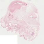 EMAGE:22061