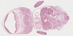 EMAGE:22064