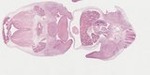 EMAGE:22064