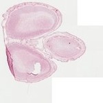 EMAGE:22068