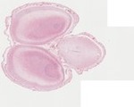 EMAGE:22068