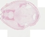 EMAGE:22068
