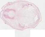 EMAGE:22068
