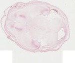 EMAGE:22068