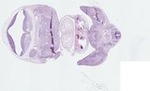 EMAGE:22200