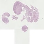 EMAGE:22286