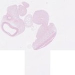 EMAGE:22566