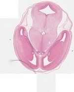 EMAGE:22741