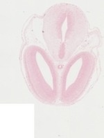 EMAGE:22948