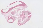 EMAGE:23071
