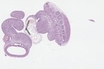 EMAGE:23090