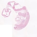 EMAGE:23167