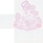 EMAGE:23412