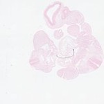 EMAGE:23412