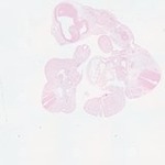 EMAGE:23412