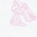 EMAGE:23412