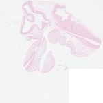 EMAGE:23412