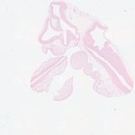 EMAGE:23412