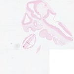 EMAGE:23412