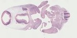 EMAGE:23468