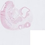 EMAGE:23482