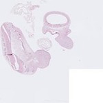 EMAGE:23534