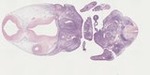 EMAGE:23542