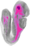 mouse atlas EMAGE spatial in situ gene expression database None