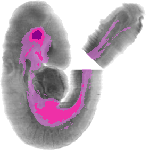 mouse atlas EMAGE spatial in situ gene expression database None