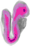 mouse atlas EMAGE spatial in situ gene expression database None