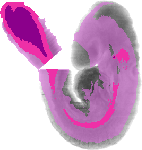 mouse atlas EMAGE spatial in situ gene expression database None