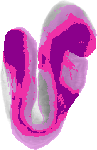 mouse atlas EMAGE spatial in situ gene expression database None
