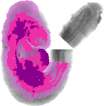 mouse atlas EMAGE spatial in situ gene expression database None