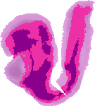 mouse atlas EMAGE spatial in situ gene expression database None