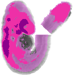 mouse atlas EMAGE spatial in situ gene expression database None
