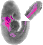 mouse atlas EMAGE spatial in situ gene expression database None