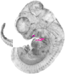 mouse atlas EMAGE spatial in situ gene expression database None