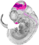 mouse atlas EMAGE spatial in situ gene expression database None