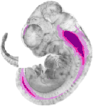 mouse atlas EMAGE spatial in situ gene expression database None