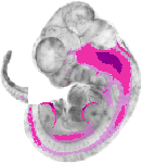 mouse atlas EMAGE spatial in situ gene expression database None