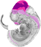 mouse atlas EMAGE spatial in situ gene expression database None