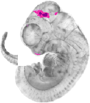 mouse atlas EMAGE spatial in situ gene expression database None