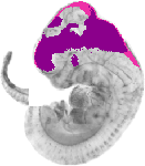 mouse atlas EMAGE spatial in situ gene expression database None