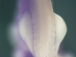 EMAGE:24685