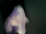 EMAGE:24692