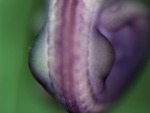 EMAGE:24724